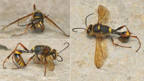 Sceliphron curvatum